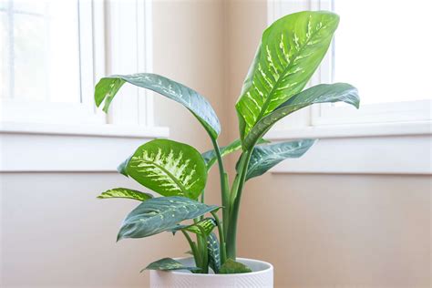 Dumb cane plant care - Aug 23, 2023 · To mitigate this, place your plant in a location with moderate temperatures and provide adequate humidity through misting or using a humidifier. Yellowing of dumb cane leaves can result from temperature stress. Drastic fluctuations, cold drafts, or excessively high temperatures can cause leaves to …